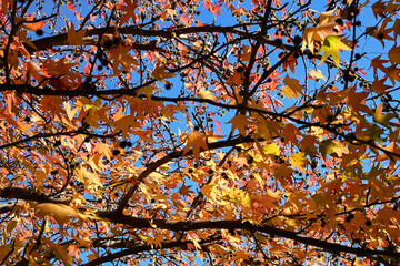 autumn leaves against blue sky