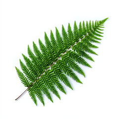 delicate fern leaf with fine fronds showcasing vibrant green hues