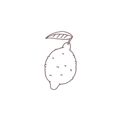 Vector illustrator with a whole lemon with leaves and peel on a white background