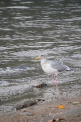 Seagull at Kilby Park Campground during a fall season in Harrison Mills, British Columbia, Canada