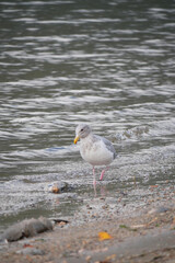 Seagull at Kilby Park Campground during a fall season in Harrison Mills, British Columbia, Canada