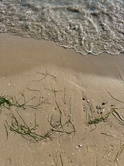 Obraz premium close-up of the sand of a beach with some green algae and the water of the Adriatic sea 