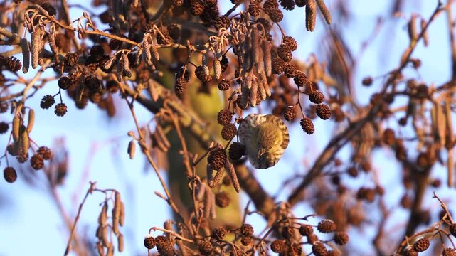 A female Eurasian siskin (Spinus spinus) foraging in an alder in winter