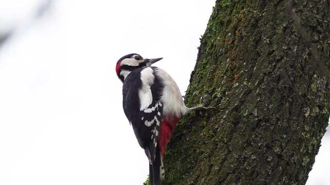 A male great spotted woodpecker (Dendrocopos major) foraging on a tree