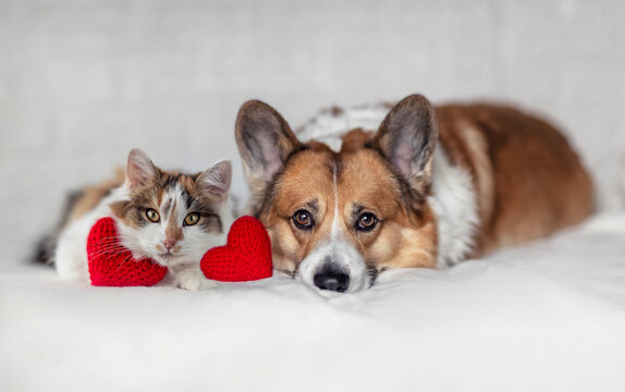 couple of furry friends corgi dog and calico cat lie next to red heart on valentine's day