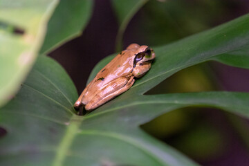close-up of a brown masked tree frog with green eyes sitting on a leaf