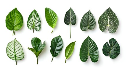 Collection of various green leaves isolated on white background.