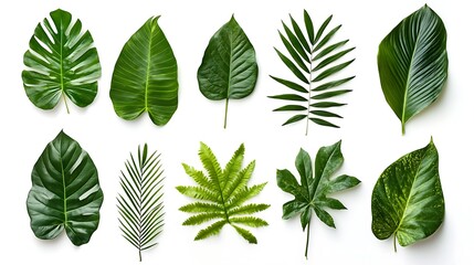 Collection of various tropical green leaves isolated on white background.
