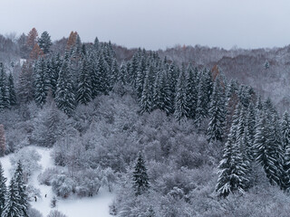 Misty winter Carpathian Mountains view fog landscape. Snowy spruce pine forest in Carpathians. Fir trees with white snow