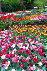 Colorful growing red, pink, red, violet tulips flowerbed in spring formal garden