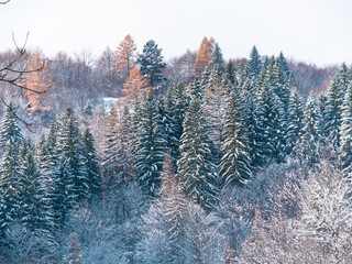 Misty winter Carpathian Mountains view fog landscape. Snowy spruce pine forest in Carpathians. Fir trees with white snow