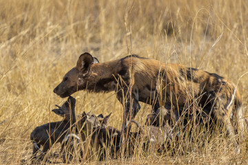 African wild dog mother with young pups