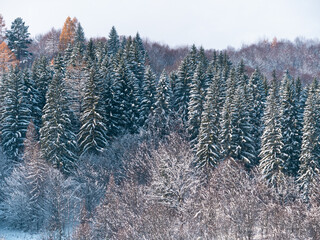 Misty winter Carpathian Mountains view fog landscape. Snowy spruce pine forest in Carpathians. Fir trees with white snow