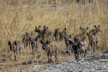 Pack of young African wild dogs
