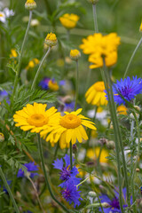 Fototapeta premium Cota tinctoria, the yellow or dyers chamomile and cornflower blooming in wildflower meadow