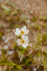 pair of white wildflowers © Mikayla