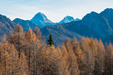 Scenic view of majestic mountain peak Mangart in pristine Julian Alps seen from Somdogna in autumn, Friuli Venezia Giulia, Italy. Slopes covered in vibrant autumnal colored golden coniferous forest