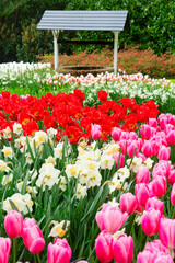 Fototapeta premium Colorful growing red, pink, red, violet tulips flowerbed with well in spring formal garden