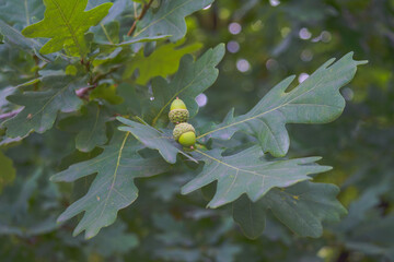Oak branch with green acorns on a blurred background.