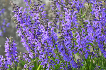 Among the wild herbs, blooms meadow sage (Salvia pratensis)i