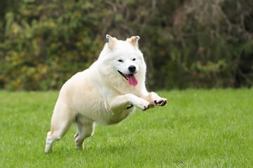 A dog running in the grass. A dog running in a green field. Fluffy dog running in the grass. A dog running in the green field with fluffy grass lifestyle.