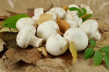 Champignon mushrooms on autumn leaves