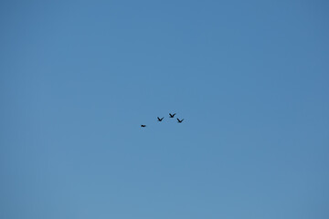 Obraz premium flock of birds