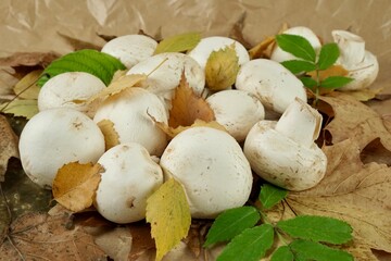 Champignon mushrooms on autumn leaves
