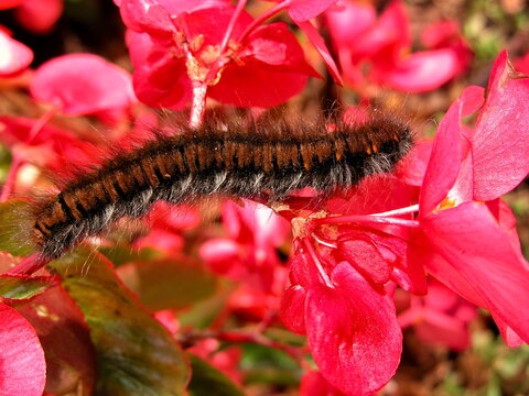 Gąsienica z wyspy karaibskiej