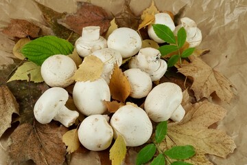 Champignon mushrooms on autumn leaves