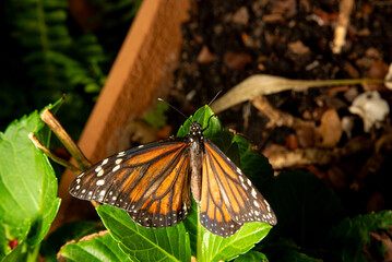 Butterfly, a beautiful and colorful butterfly in a garden in Brazil, selective focus.