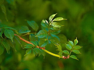 Close-up of Vibrant young green leaves on a branch in Sunlight with a blurred green background. Concept of spring growth, nature renewal, fresh foliage, eco-friendly environment