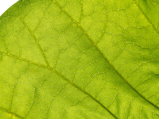 Close-up of a Vibrant Green Leaf, Highlighting Intricate Veins and Texture, Concept of Nature, Growth, and Organic Patterns. Macro shot. Background. Copy space