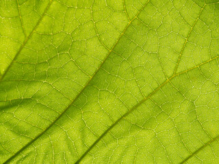 Close-up of Vibrant Green Leaf Showing Intricate Veins and Texture in Nature Art, Concept of Organic Beauty, Environmental Conservation, Natural Patterns. Macro shot. Background. Copy space