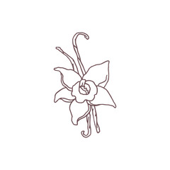Vector illustration of vanilla flower sketch with branches.