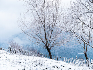Tree covered with white snow, wooden fence. Winter Carpathian Mountains view scenic landscape.
