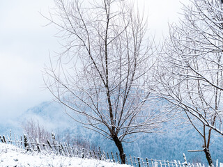 Tree covered with white snow, wooden fence. Winter Carpathian Mountains view scenic landscape.