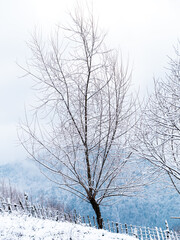 Tree covered with white snow, wooden fence. Winter Carpathian Mountains view scenic landscape.