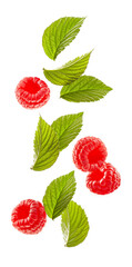 Flying raspberry with leaves on white background