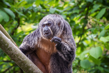 White-faced saki. Portrait of a female monkey with shaggy wool