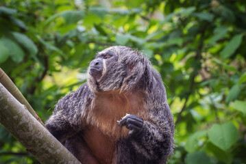 White-faced saki. Portrait of a female monkey.