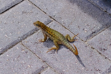 Lizard resting on a textured gray brick pavement. Urban wildlife.