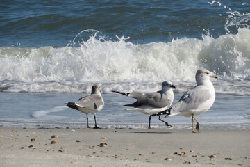Seagulls on ocean background in Atlantic coast of North Florida
