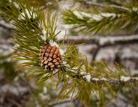 Closeup of a pinecone and snow on a pine tree bow, Yellowstone National Park
