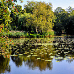Landscape with lake, water lilies and birch trees.