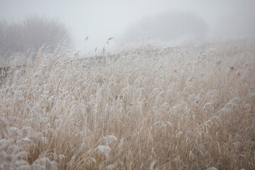 Obraz premium Frosty, muted-toned field of tall grasses in a thick fog. Winter scene.