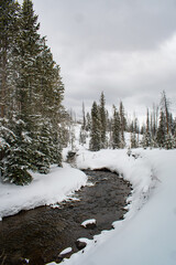 Winter scene of stream flowing through snow cover pine trees in Yellowstone National Park.