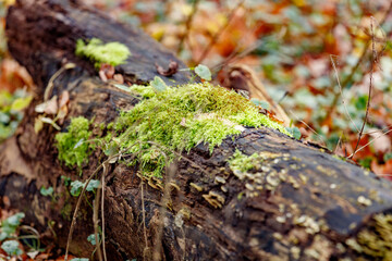 Close-up of moss and fungi growing on a fallen log.  Nature's decay and regrowth.