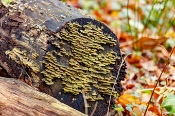Close-up of bracket fungi on a decaying log.  Fungi layers are layered and light tan/yellowish. ...