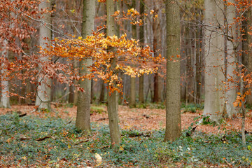 Autumnal forest scene.  Colorful leaves, bare branches, and muted light.  Ground cover of leaves and undergrowth.